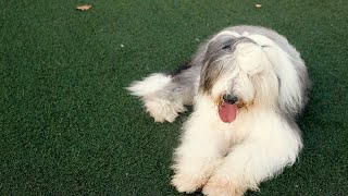 A Guide to the Old English Sheepdog Temperament amp Care [upl. by Euqnimod859]