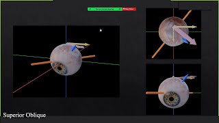 Introduction to Eye Movements [upl. by Imorej543]