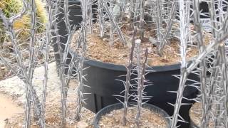 UPDATE OCOTILLO CUTTINGS ARE STILL ALIVE ARIZONA DESERT SUCCULENT [upl. by Xel]