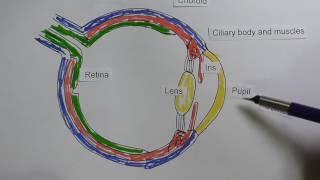 Eye 1 Anatomy [upl. by Hadias]