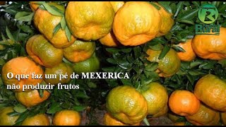 O que faz um pé de MEXERICA não dar frutos [upl. by Lewin]