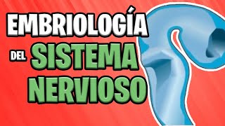 ✅ EMBRIOLOGÍA del SISTEMA NERVIOSO CENTRAL Parte 1° 🧠⚡ [upl. by Timus]