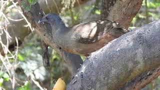 Plain Chachalaca South Texas [upl. by Ainessey]