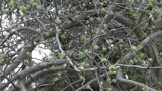 Pruning A Mighty Ugly Apple Tree [upl. by Yhtac]