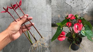 How to propagate anthurium quickly with flower branches [upl. by Cayser]