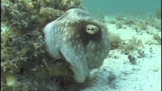 Camouflaged Octopus Makes Marine Biologist Scream Bloody Murder [upl. by Alvan]