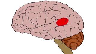 Atuação e História da Neuropsicologia [upl. by Calvert910]