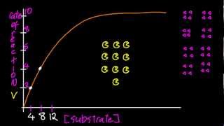 B7 Determine Vmax and Michaelis constant Km by graphical means and explain HL IB Chemistry [upl. by Oiramel]