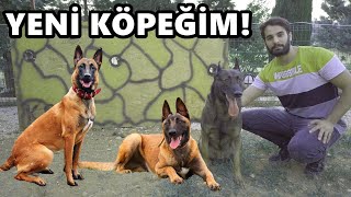 BELÇİKA KURDU SAHİPLENDİM YOK BÖYLE KÖPEK [upl. by Noevad]