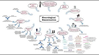 Neurological Examination  OSCE [upl. by Atcliffe]