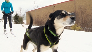 Winter sport skijoring combines dogs and skiing [upl. by Carlos154]