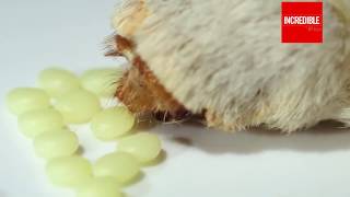 Silkworm Lifecycle From Egg to Worm  Cocoon  Moth  Laying Eggs  Timelapse amp Closeup [upl. by Aicileb534]