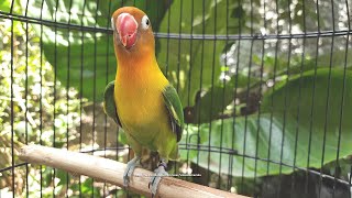 Lovebird Singing and Chirping Sounds  Green Fischer [upl. by Hezekiah]