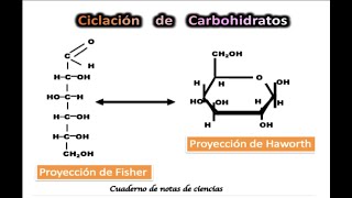 Ciclación de carbohidratos [upl. by Cadman]