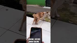 Ngeledekin kucing pakai suara HP [upl. by Fleisher136]