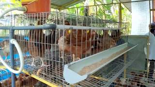 Hens Battery Cages Layer Birds Cages Hen Farm with Cages System with small investment business [upl. by Sadnalor746]