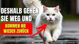 Die 6 überraschenden Gründe warum Katzen von zu Hause weglaufen und nie mehr zurückkehren [upl. by Ahsikyt247]