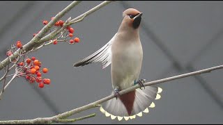 Bohemian Waxwing  Bombycilla garrulus  Pestvogel  Brugge  Belgium  January 17 2025 [upl. by Marta]