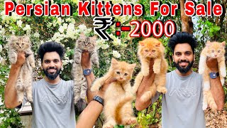 Persian Cats For Sale 2000₹  Persian Kittens Cheap Price  Cats for sale  persian cat  cats sale [upl. by Erodisi]