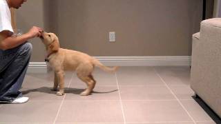 Peanut Golden Retriever at 10 weeks old doing tricks [upl. by Niuqauj219]