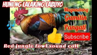 Huni ng lalaking labuyo  magandang gamitin pangati  red jungle fowl sound call [upl. by Dolores]