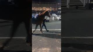 Racehorses newcastle [upl. by Aiyn]