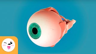 The Human Eye and Its Parts  Sight  Senses for Children [upl. by Adlee]