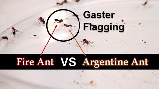 Fire ant vs quotArgentine antquot fight club [upl. by Aihn417]