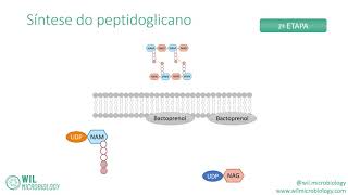 🦠 Síntese do peptidoglicano 🦠 [upl. by Madelaine]