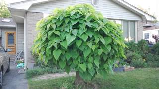 Time Lapse Catalpa Tree Shot each day in May 2014 [upl. by Vogeley]