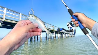 Fishing for PIER GIANTS with LIVE BAITFISH Saltwater Fishing [upl. by Ellatsirhc109]