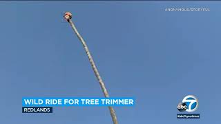 Redlands tree trimmer goes viral after wild palm tree ride  ABC7 [upl. by Shanks]