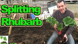 Splitting amp Transplanting Rhubarb For A Great Harvest [upl. by Connolly]