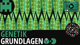 Genetik Grundlagen │Biologie Lernvideo Learning Level Up [upl. by Bronnie273]