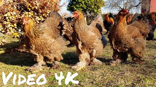 Giant Rooster and Hens Brahma Chicken  Video 4K [upl. by Federica]