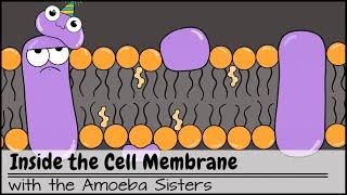 Inside the Cell Membrane [upl. by Evoy]