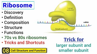 Ribosome structure and function  Complete concept with Tricks  J Biology [upl. by Minoru]