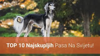 🐕 Najskuplji Psi – Top 10 Najskupljih Pasmina Pasa Na Svijetu [upl. by Skill]