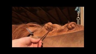 Dutch scallop Dressage Braid Tutorial [upl. by Eyla]