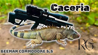 Caceria de IGUANA 🦎 con PCP  Revisamos los ESPIADEROS y Pusimos CAMARA trampa 🦌📹 [upl. by Acirtap]