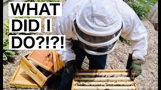 SASKATRAZ HONEY BEES UPDATE [upl. by Casimire]