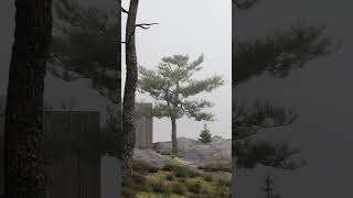 Cinematic architectural landscape 3dsmaxFstorm [upl. by Gabbi]