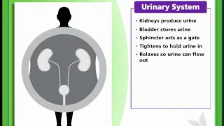 Bladder 12  How the Urinary System Works [upl. by Cohe150]