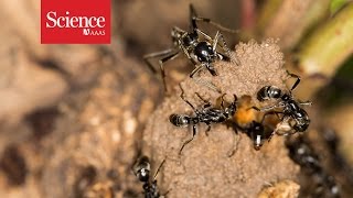 Ants rescue injured comrades from termite battles [upl. by Layney]