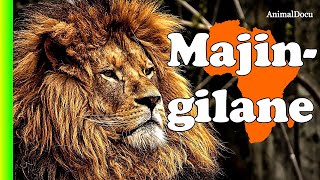 LOS LEONES QUE DESTERRARON A LOS MAPOGO MAJINGILANES [upl. by Lipski]