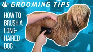 How to brush a longhaired dog at home  Grooming Tips  TRANSGROOM [upl. by Okram]