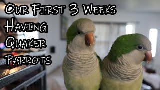 Having a Quaker Parrot and what to expect [upl. by Almond]