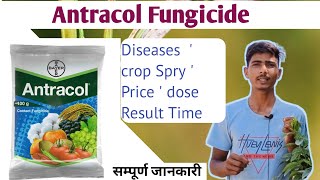 Bayer Antracol fungicide propineb 70 Wp antracol Hindi full details VideoBayer productफंगीसाइड [upl. by Infeld]