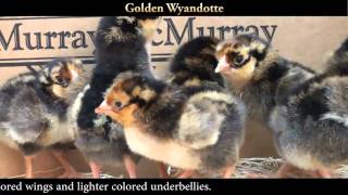 Golden Laced Wyandotte Chicks [upl. by Vine]