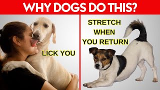 15 Weird Dog Behaviors Explained [upl. by Irwin]